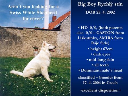 Aren´t you looking for a Swiss White Shepherd for cover? Big Boy Rychlý stín DOB 25. 4. 2002 HD 0/0, (both parents also 0/0 – GASTON from Liškutínky, AMIRA.