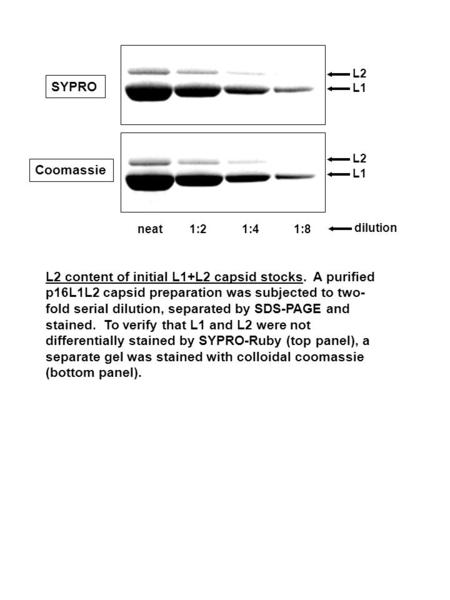 Neat L1 L2 L1 L2 1:21:41:8 dilution Coomassie SYPRO L2 content of initial L1+L2 capsid stocks. A purified p16L1L2 capsid preparation was subjected to two-