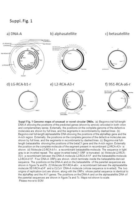 Suppl. Fig. 1 d) LG-RCA-b1-re) L2-RCA-A3-r c) betasatellite f) 9S1-RCA-a6-r a) DNA-Ab) alphasatellite Fig. 7. Genome maps of unusual or novel circular.