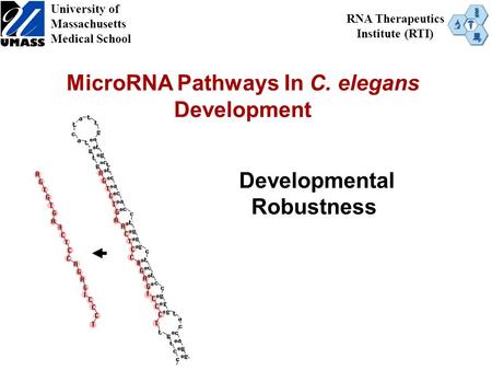 MicroRNA Pathways In C. elegans Development