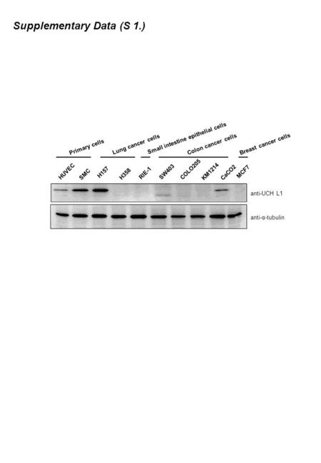 Anti-UCH L1 anti-α-tubulin H157 H358 SW403 COLO205 KM1214 CaCO2 RIE-1 SMC HUVEC MCF7 Primary cells Lung cancer cells Small intestine epithelial cells Colon.