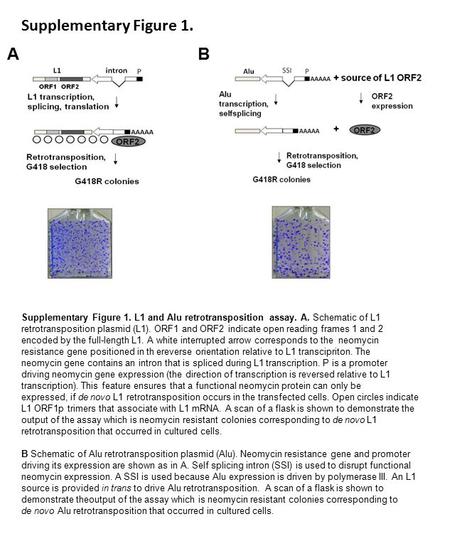 Supplementary Figure 1. AB Supplementary Figure 1. L1 and Alu retrotransposition assay. A. Schematic of L1 retrotransposition plasmid (L1). ORF1 and ORF2.