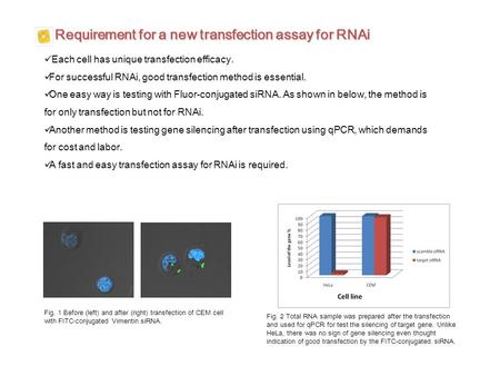 Requirement for a new transfection assay for RNAi Each cell has unique transfection efficacy. For successful RNAi, good transfection method is essential.