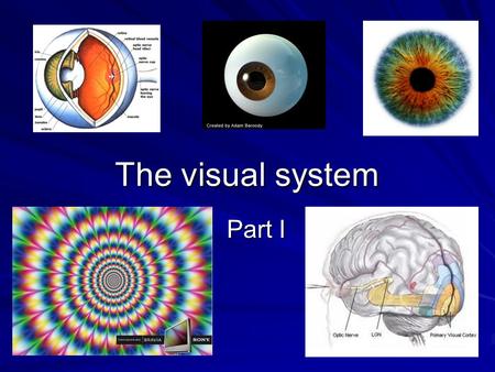 The visual system Part I.