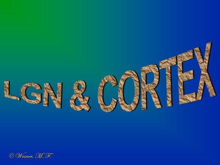 LGN & CORTEX © Wesner, M. F..