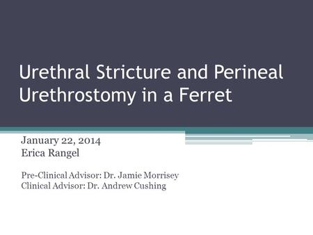 Urethral Stricture and Perineal Urethrostomy in a Ferret January 22, 2014 Erica Rangel Pre-Clinical Advisor: Dr. Jamie Morrisey Clinical Advisor: Dr. Andrew.