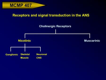 MCMP 407 Receptors and signal transduction in the ANS Cholinergic Receptors NicotinicMuscarinic Ganglionic Skeletal Muscle Neuronal CNS.