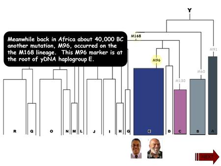 Meanwhile back in Africa about 40,000 BC another mutation, M96, occurred on the the M168 lineage. This M96 marker is at the root of yDNA haplogroup E.