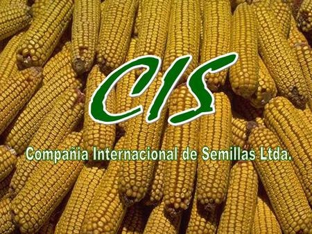 1. 2 RESEARCH DEPARTMENT  CORN  SUNFLOWER  CANOLA  FLAX  SOYBEANS (new development)