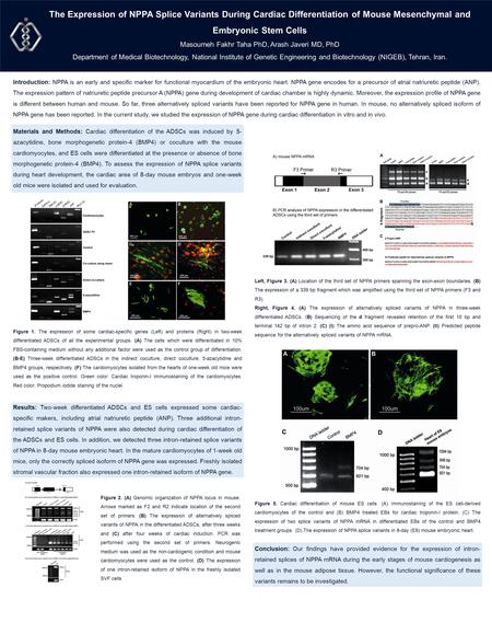 The Expression of NPPA Splice Variants During Cardiac Differentiation of Mouse Mesenchymal and Embryonic Stem Cells Masoumeh Fakhr Taha PhD, Arash Javeri.