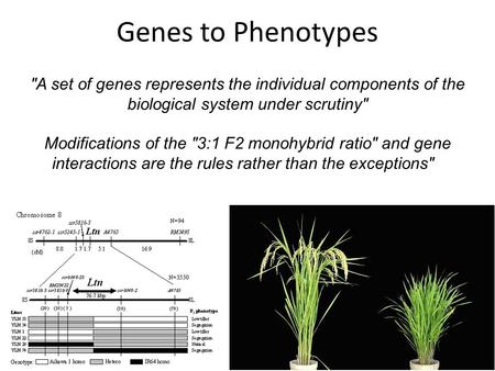 A set of genes represents the individual components of the biological system under scrutiny Modifications of the 3:1 F2 monohybrid ratio and gene interactions.