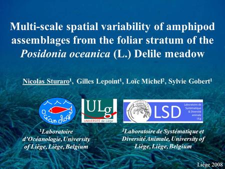 Liège 2008 Multi-scale spatial variability of amphipod assemblages from the foliar stratum of the Posidonia oceanica (L.) Delile meadow Nicolas Sturaro.