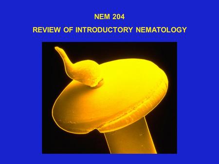 NEM 204 REVIEW OF INTRODUCTORY NEMATOLOGY. CROP ESTI-ACRESFARM $$ LOSS MATEDVALUE % LOSS FIELD CROPS 61,091,1662,791,345,185307,047,970 FRUITS & NUTS.