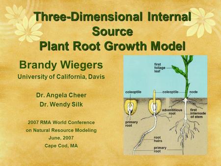 Three-Dimensional Internal Source Plant Root Growth Model