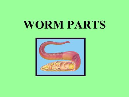 WORM PARTS.