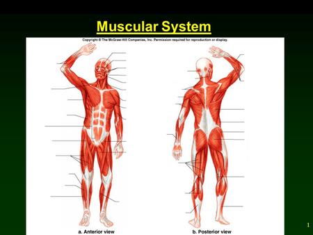 Muscular System.