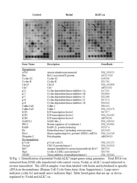 ControlNodalALK7-ca Sl Fig. 1. Identification of potential Nodal/ALK7 target genes using genearray. Total RNA was extracted from IOSE cells transfected.