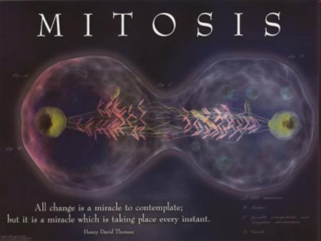 Chromosomes and Cell Reproduction