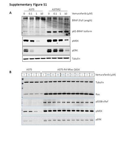 00.111000.1110 A375A375R2 Vemurafenib (µM) BRAF (Full Length) p61-BRAF Isoform pMEK pERK Tubulin Supplementary Figure S1 0.004.01.040.01.030.10.313100.01.11.