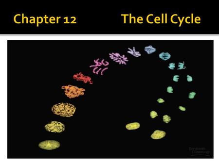 Chapter 12 The Cell Cycle.