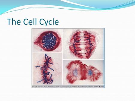 The Cell Cycle. Interphase The stage where a cell spends most of its life. Period of growth and development. This is where cells just “do what they do.”