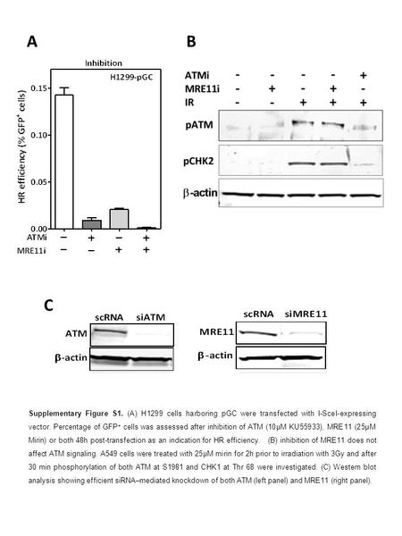 AB Supplementary Figure S1. (A) H1299 cells harboring pGC were transfected with I-SceI-expressing vector. Percentage of GFP + cells was assessed after.