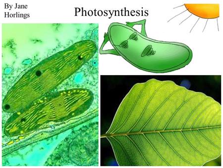 Photosynthesis By Jane Horlings. Source of Energy.