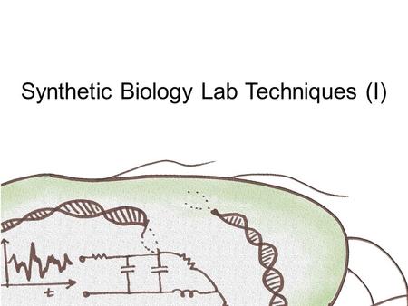 Synthetic Biology Lab Techniques (I). Outline  Motivation - To increase genetic circuit stability under mutation  Plasmids and cells (E. coli).  Restriction.