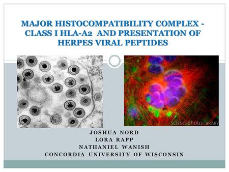 JOSHUA NORD LORA RAPP NATHANIEL WANISH CONCORDIA UNIVERSITY OF WISCONSIN MAJOR HISTOCOMPATIBILITY COMPLEX - CLASS I HLA-A2 AND PRESENTATION OF HERPES VIRAL.