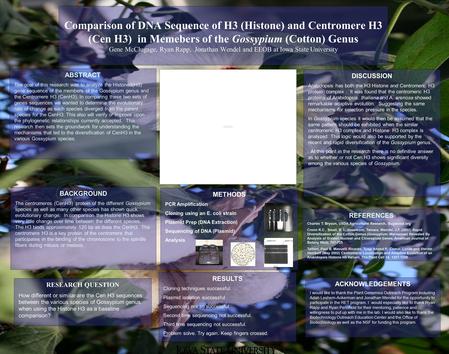 Comparison of DNA Sequence of H3 (Histone) and Centromere H3 (Cen H3) in Memebers of the Gossypium (Cotton) Genus Gene McClugage, Ryan Rapp, Jonathan Wendel.
