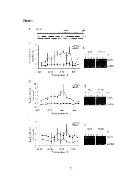 25 A +1 -1787+19 hMLH1 B Acetylated H3 Enrichment SW480 RKO Position from +1 BBII ++-- SW480 BIBI ++-- RKO C hMLH1 GAPDH Ab D Methyl-H3-K4 enrichment Position.