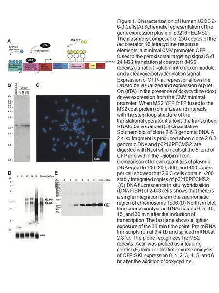 Figure 1. Characterization of Human U2OS 2-6-3 Cells(A) Schematic representation of the gene expression plasmid, p3216PECMS2 . The plasmid is composed.