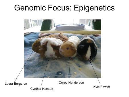 Genomic Focus: Epigenetics Laura Bergeron Corey Henderson Cynthia Hansen Kyle Fowler.