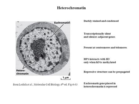 Heterochromatin Darkly stained and condensed Transcriptionally silent and silences adjacent genes Present at centromeres and telomeres HP1 interacts with.