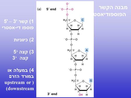 מבנה הקשר הפוספודיאסטרי 1) קשר '3 – '5 פוספו די-אסטרי 2) כיווניות