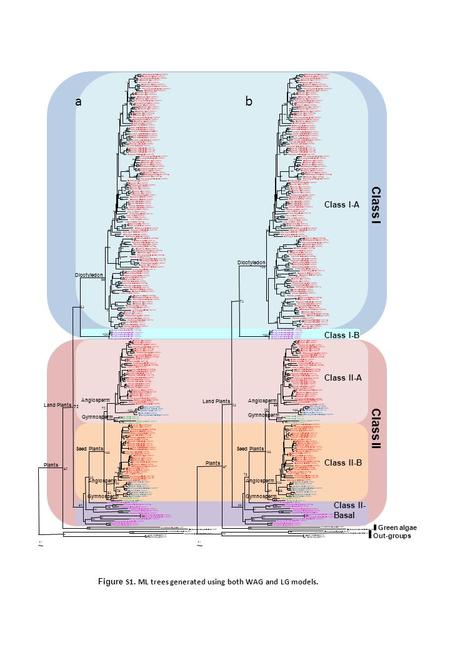 Class I-A Class II-A Class II-B Class II- Basal Class I-B Class I Class II 0.1 Arabidopsis thaliana PHO1;H2 Capsella rubella PHO1;H11 100 Thellungiella.