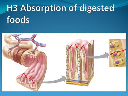 Assessment Statements H.3.1 Draw and label a diagram showing a transverse section of the ileum as seen under a light microscope. H.3.2 Explain the structural.