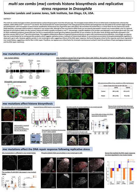 Mxc mutant alleles: Lethal (L1-L2) Pharate lethal viable Drosophila spermatogenesis mxc mutations affect germ cell development mxc mutations causes loss.