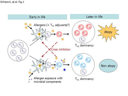 Allergens (+ T H2 adjuvants?) T H2 dominancy Allergen exposure with microbial components Early in life Later in life T H1 dominancy Cross inhibition Atopy.