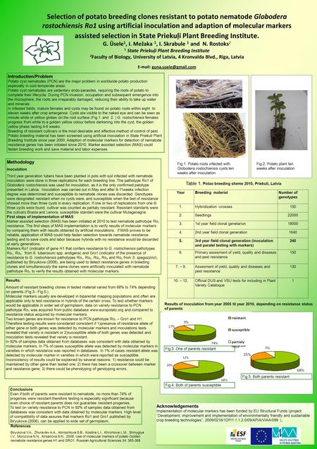 Selection of potato breeding clones resistant to potato nematode Globodera rostochiensis Ro1 using artificial inoculation and adaption of molecular markers.