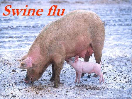 Swine flu.