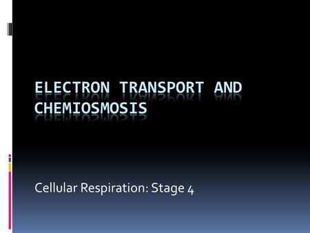 Cellular Respiration: Stage 4. Review: Stages of Cellular Respiration (per 1 Glucose)  Glycolysis: occurs in cytosol.  Glucose  2 Pyruvate  2 ATP.