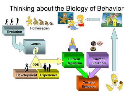 Genes CurrentBehavior CurrentOrganism Thinking about the Biology of Behavior ExperienceDevelopment GDE Evolution CurrentSituation Homersapien.