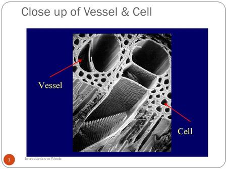 Introduction to Woods 1 Close up of Vessel & Cell.