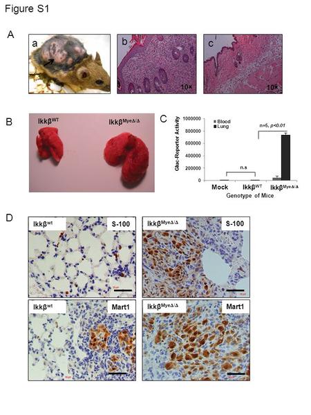 Figure S1 A a b c 10× Ikkβ WT Ikkβ Mye  /  B C n=5, p