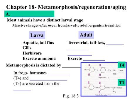 Chapter 18- Metamorphosis/regeneration/aging