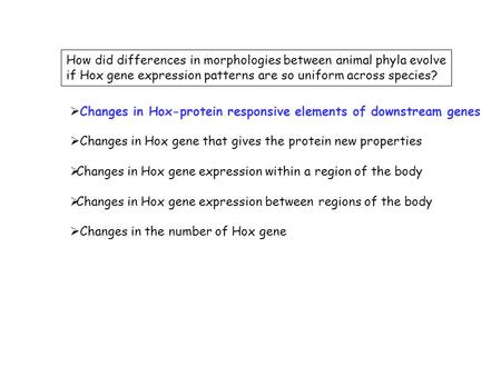 How did differences in morphologies between animal phyla evolve if Hox gene expression patterns are so uniform across species?  Changes in Hox-protein.