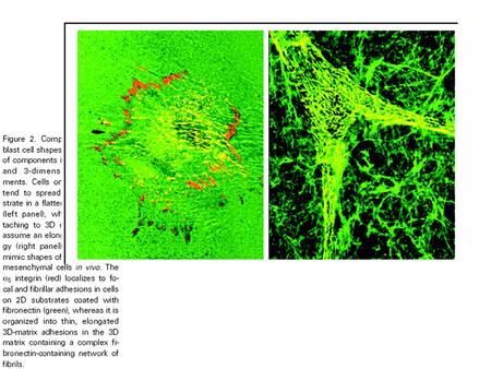 Alpha5 integrin dependent 3D attachment, appearance, and migration (Not 2D) (cell-derived) (pliable)