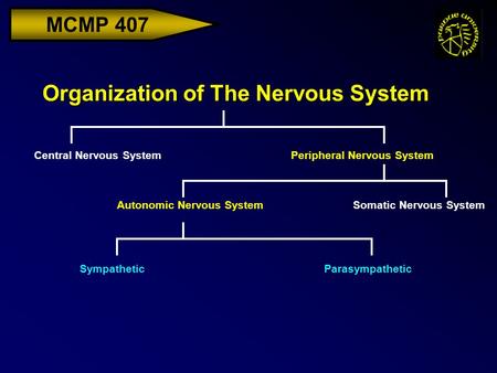 MCMP 407 Organization of The Nervous System Central Nervous SystemPeripheral Nervous System Somatic Nervous SystemAutonomic Nervous System SympatheticParasympathetic.