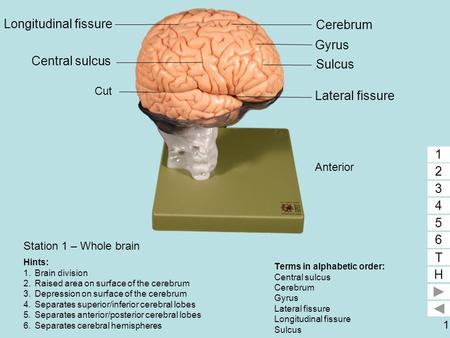 Longitudinal fissure 6 1 Cerebrum Gyrus 2 Central sulcus 5 Sulcus 3